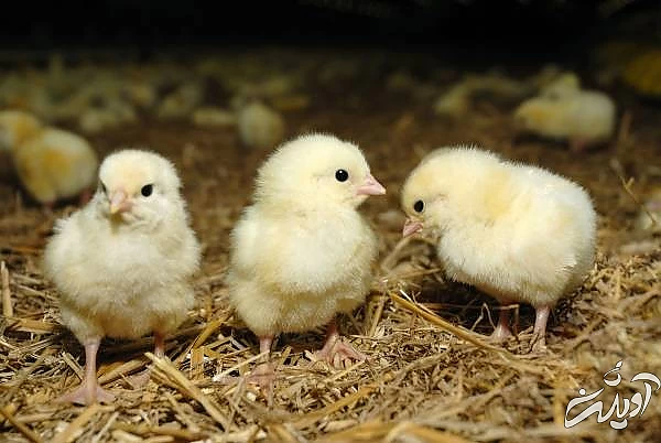 جوجه را آخر پاییز میشمارند